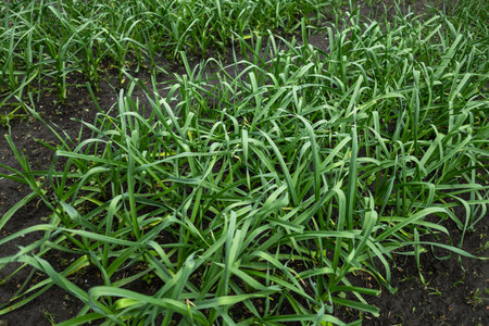 Green garlic grows in the ground in the spring. Organically grown plantation of garlic in the vegetable garden.の写真素材