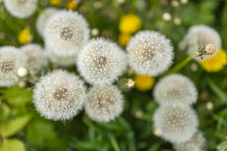 White fluffy dandelions, natural green spring background, selective focus.の写真素材