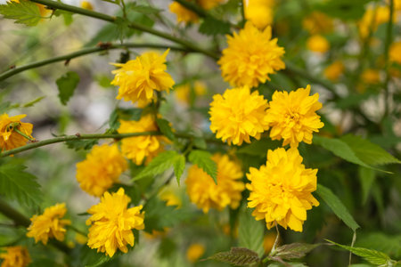Kerria japonica tree with bright yellow flowers.の写真素材