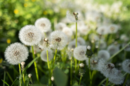Wildflowers dandelions. Spring flowers close up.の写真素材