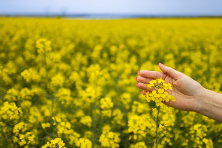 women hand touching blooming rapeseed crops in field, close up with selective focus.の写真素材