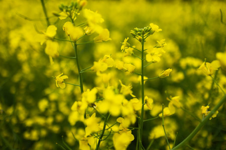 A golden field of Brassica napus. Oilseed Rape.