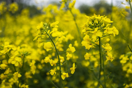 Close-up of canola or rapeseed blossom Brassica napus.の写真素材