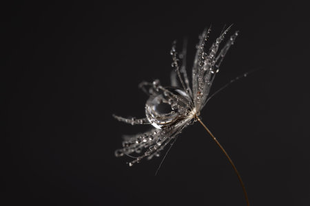 Beautiful shiny dew water drop on dandelion seed in nature macro. Soft selective focus, sparkling bokeh.の写真素材