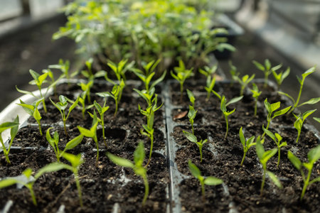 Seedlings on the balcony. Gardening. Shoots and plants, growing, windowsill Selective focus.の写真素材