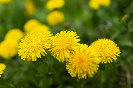 Spring green lawn with yellow dandelion flowers. Spring. Background,の写真素材