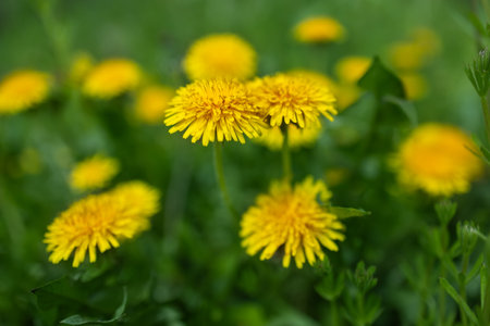 Close up of blooming yellow dandelion flowers Taraxacum officinale in garden on spring time. Detail of bright common dandelions in meadow at springtime. Used as a medical herb and food ingredientの写真素材