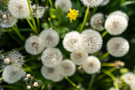 White fluffy dandelions, natural green spring background, selective focus.の写真素材
