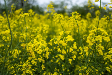 A golden field of Brassica napus. Oilseed Rape.の写真素材
