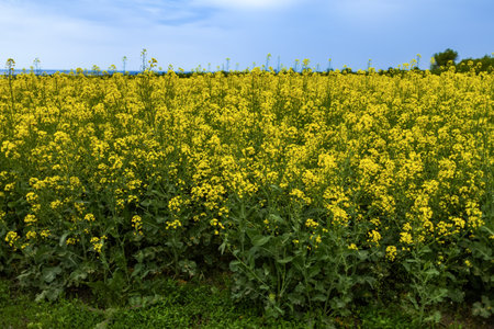 Rapeseed field with blue sky and clouds in summer day.の写真素材