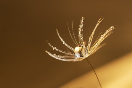 Beautiful shiny dew water drop on dandelion seed in nature macro. Soft selective focus, sparkling bokeh.の写真素材