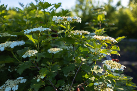 Viburnum flower in bloom. Beautiful macro shot of white flower clusters of ornamental plant.