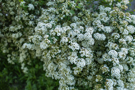 Flowering branches of Spiraea vanhouttei in the spring garden.の写真素材
