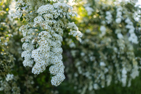 Flowering white Garland Spirea close up.の写真素材