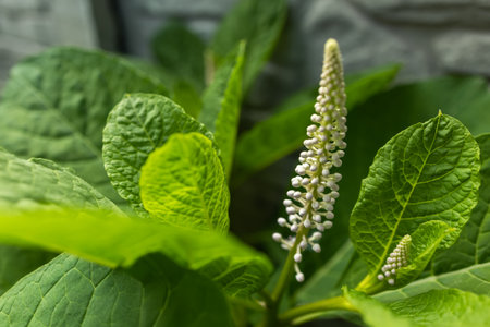 green fern leaves background. Vibrant green foliage. Tropical leaf. Exotic plant.の写真素材