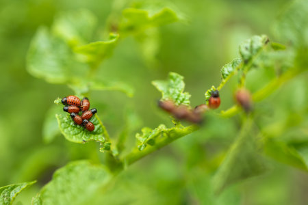 potato cultivation affected by larvae and beetles of Colorado potato beetle, Leptinotarsa decemlineata, also known as the Colorado beetle, the ten-stripped spearman, the ten-lined potato beetle.の写真素材