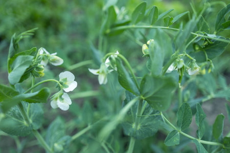 peas, white blossoms with dew drops, macro,の写真素材