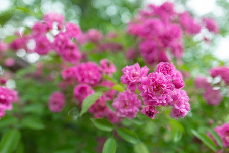 Small pink roses blooming with blurry background. Cluster of open roses and closed buds.の写真素材