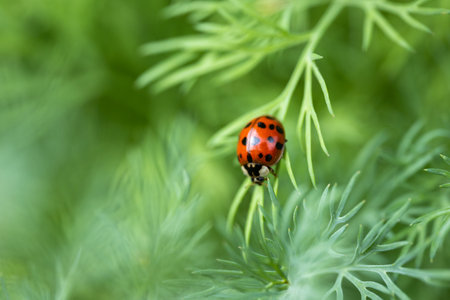 Ladybug crawls on a green leaf,の写真素材