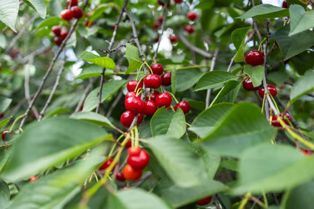 Branch of ripe cherries on a tree in a garden.の写真素材