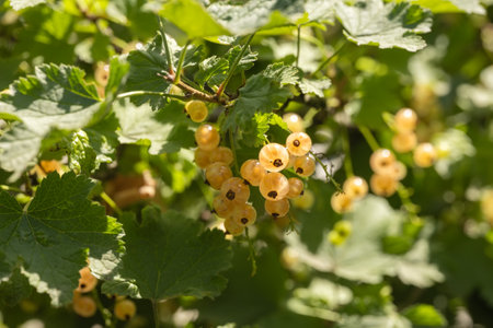 A close up of large ripe white currant berries in the garden on a sunny morning.の写真素材