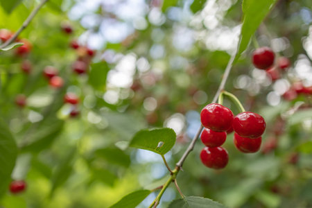 Bunch of fresh ripe and tasty red cherries on tree branch with green leaves for harvest in fruit garden.の写真素材