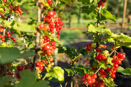 Red current berries grow in sunny garden. Red currents plantation in summer field. Red current berries in sunny garden.の写真素材