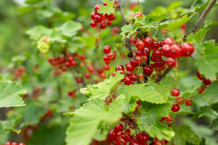 Red current grows on a bush in garden. Ripe red current close-up as background. Concept of nature, organic food and gardening.の写真素材