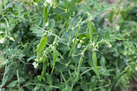 Peas plants carefully growing in the garden.の写真素材