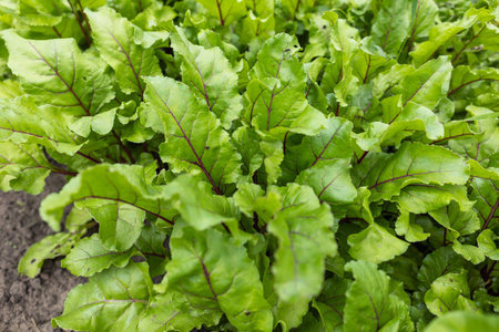 Young fresh beet leaves. Beetroot plants in a row from a close distance.