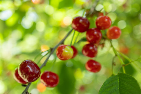 Ripe cherry in garden. Tree of red berries on green leaves background.の写真素材