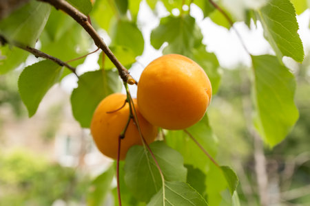 Apricot picking. Ripe fruits of the apricot tree on a branch with leaves in an orchard.の写真素材
