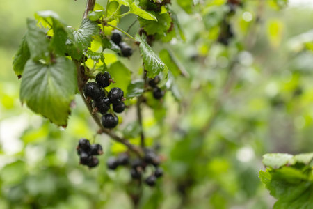 black current branch with water drops after rain.の写真素材
