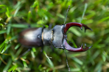 The European stag beetle Lucanus cervus: portrait of the body and of its enlarged mandibles.の写真素材