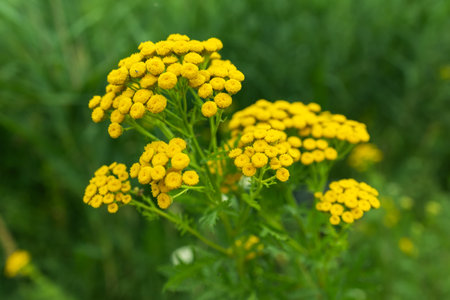 bright yellow blossoms of common tansy Tanacetum vulgare in full bloom,の写真素材