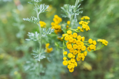 bright yellow blossoms of common tansy Tanacetum vulgare in full bloom,の写真素材