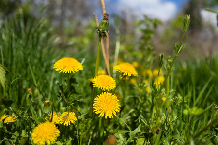 Spring green lawn with yellow dandelion flowers. Spring. Background,