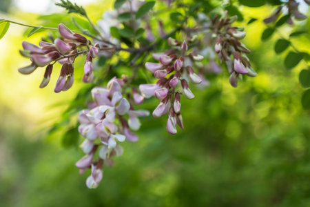 Pink acacia flowers bloom on the tree.の写真素材