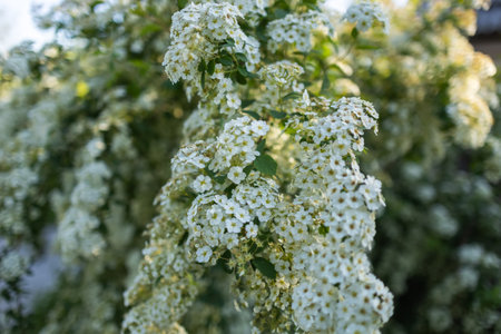 Flowering branches of Spiraea vanhouttei in the spring garden.の写真素材