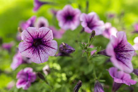 Pink Petunia petunia flower Petunia Hybrida. Beautiful flowers growing in the garden.の写真素材