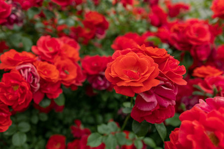 Blooming red roses on the bush as a floral background.の写真素材