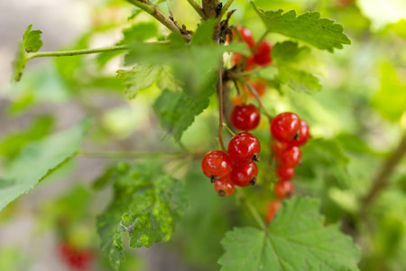 Red current berries grow in sunny garden. Red currents plantation in summer field. Red current berries in sunny garden.の写真素材