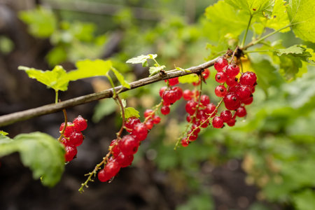 branch of ripe red currant in a garden on green background.の写真素材