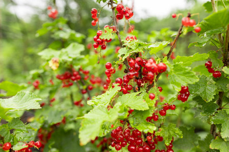 branch of ripe red currant in a garden on green background after rain.の写真素材