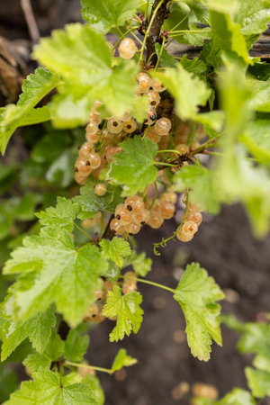 Ripe white Currants on a Currant Bush in Summertime.