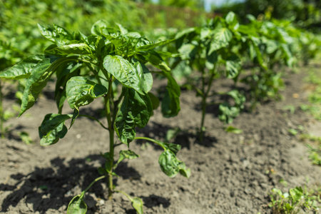 pepper plant in the garden.の写真素材