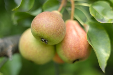 Many Pears on Trees in the Garden.の写真素材