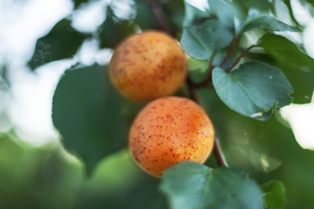 many apricot fruits on a tree in the garden on a bright summer day. Organic fruits. Healthy food. Ripe apricots.の写真素材