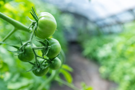 Unripe green tomatoes growing on the garden bed. Tomatoes in the greenhouse with the green fruits. The green tomatoes on a branch.の写真素材
