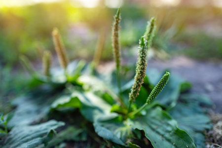 Broadleaf plantain Plantago major as weed on stony ground.の写真素材